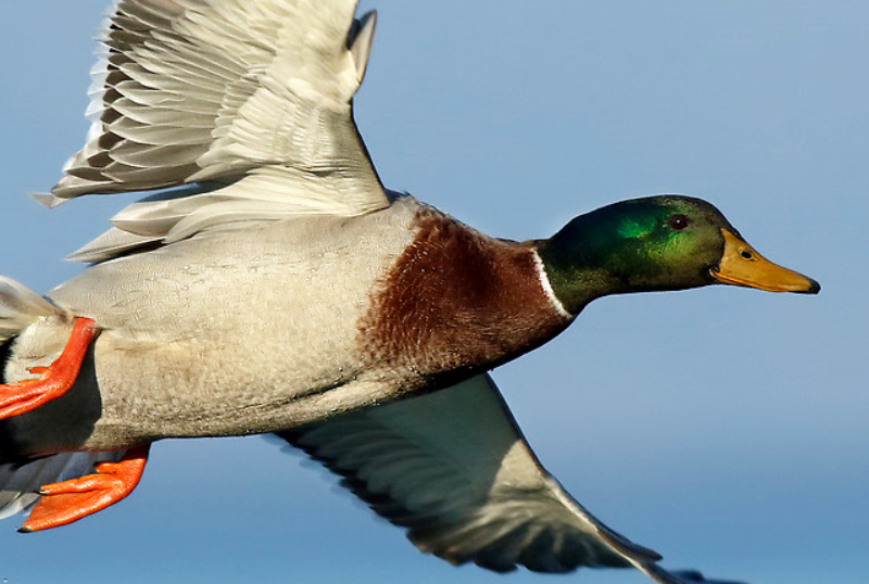 uccelli anseriformi caccia cacciatori