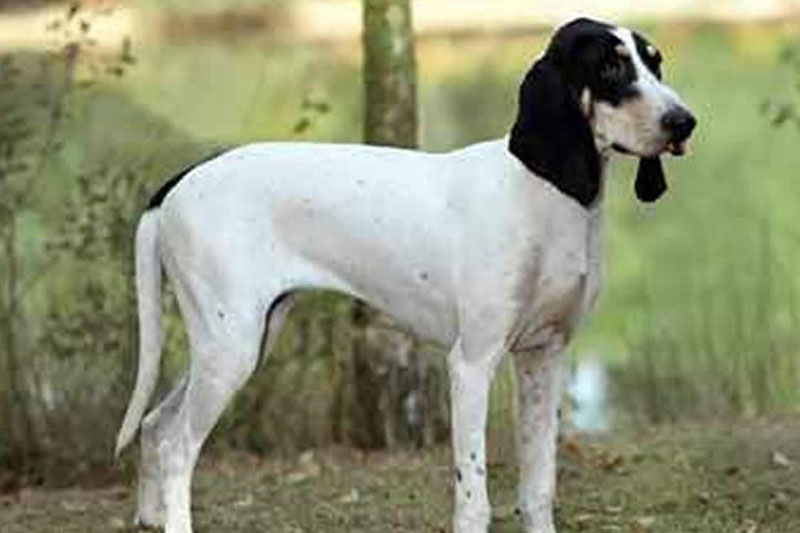 weimaraner razza da ferma cane da caccia germania