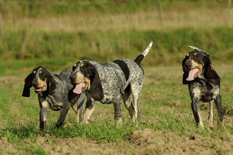 weimaraner razza da ferma cane da caccia germania