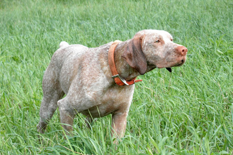 weimaraner razza da ferma cane da caccia germania