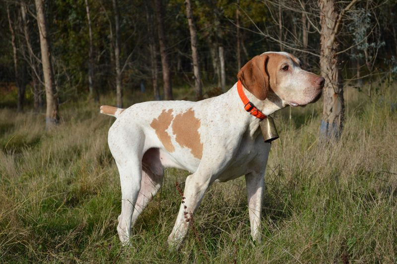weimaraner razza da ferma cane da caccia germania