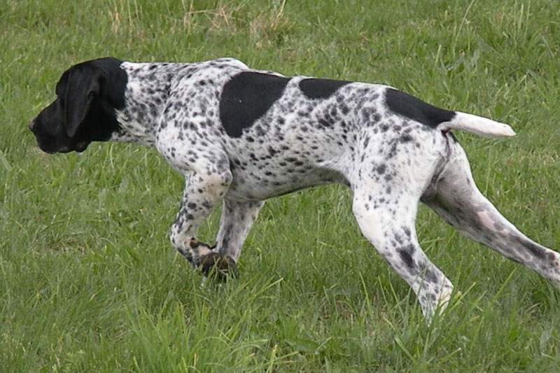 weimaraner razza da ferma cane da caccia germania