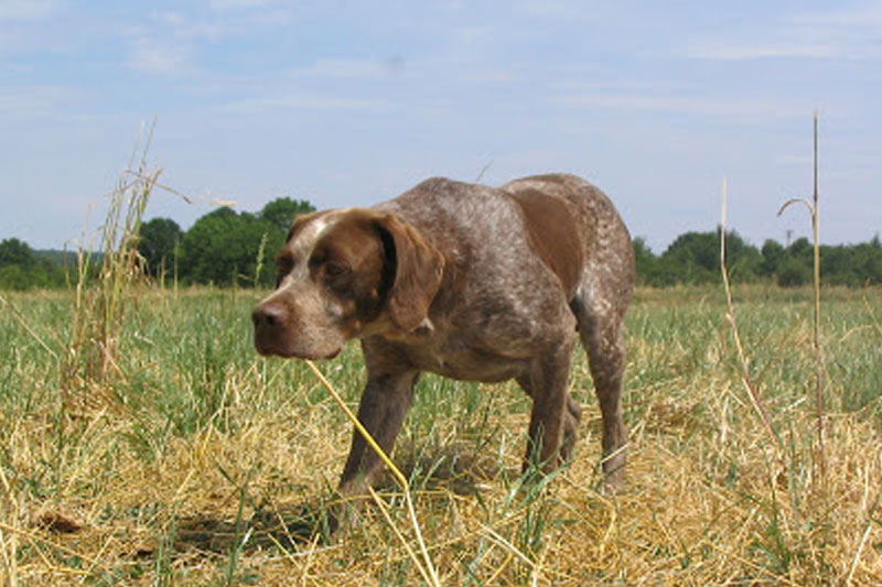 weimaraner razza da ferma cane da caccia germania