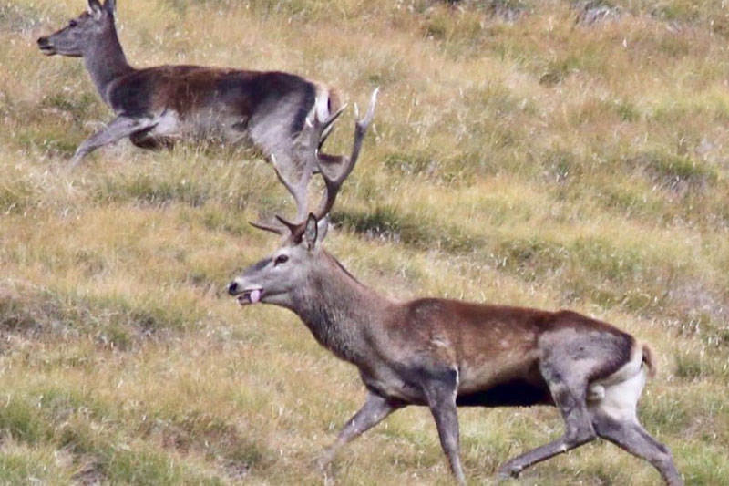 mammiferi artiodattili caccia cacciatori