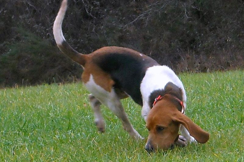 weimaraner razza da ferma cane da caccia germania