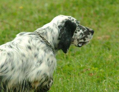 cani da caccia setter inglese