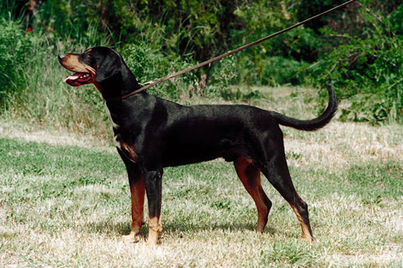 weimaraner razza da ferma cane da caccia germania