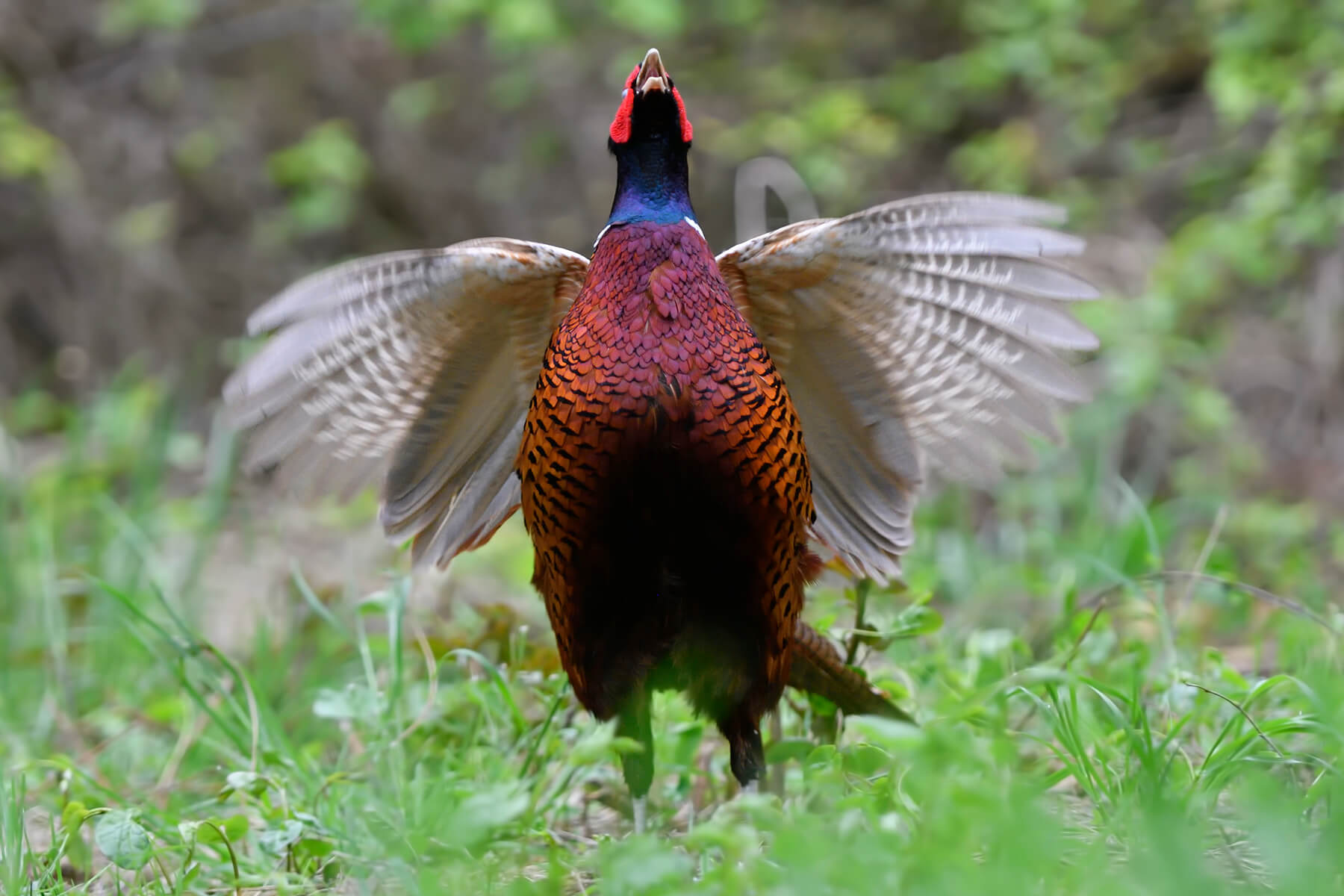 caccia fauna selvatica selvaggina uccelli