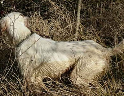 cani da caccia e coronavirus