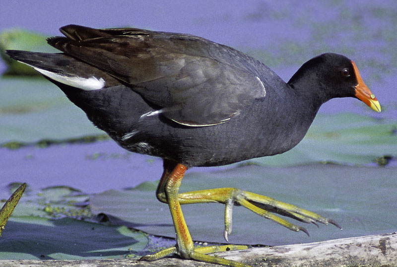 gallinella d'acqua caccia in palude