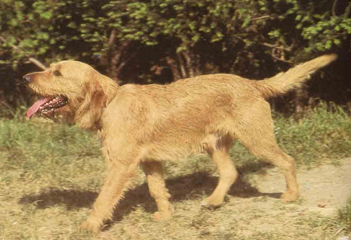 weimaraner razza da ferma cane da caccia germania