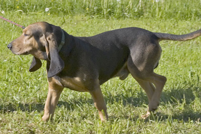 weimaraner razza da ferma cane da caccia germania