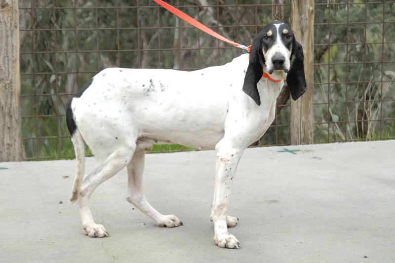 weimaraner razza da ferma cane da caccia germania