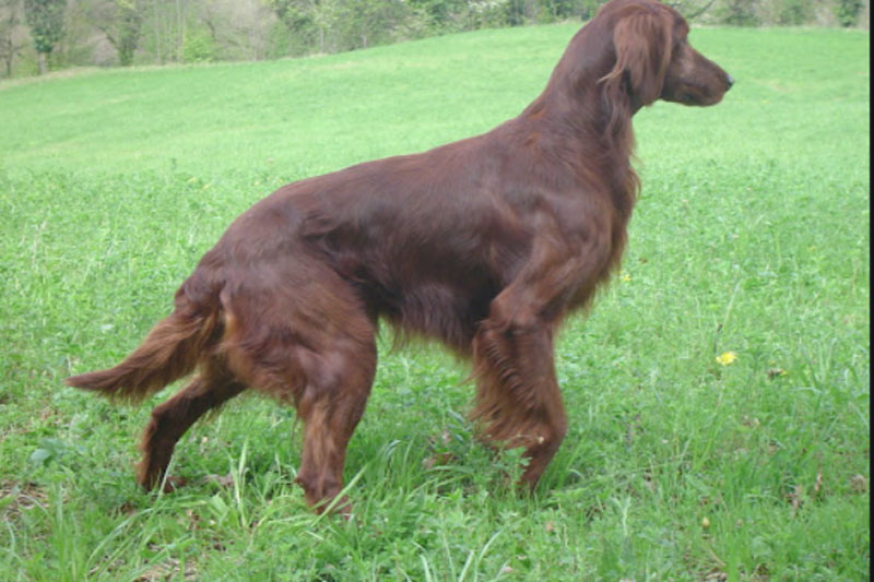 setter irlandese cane da caccia ferma