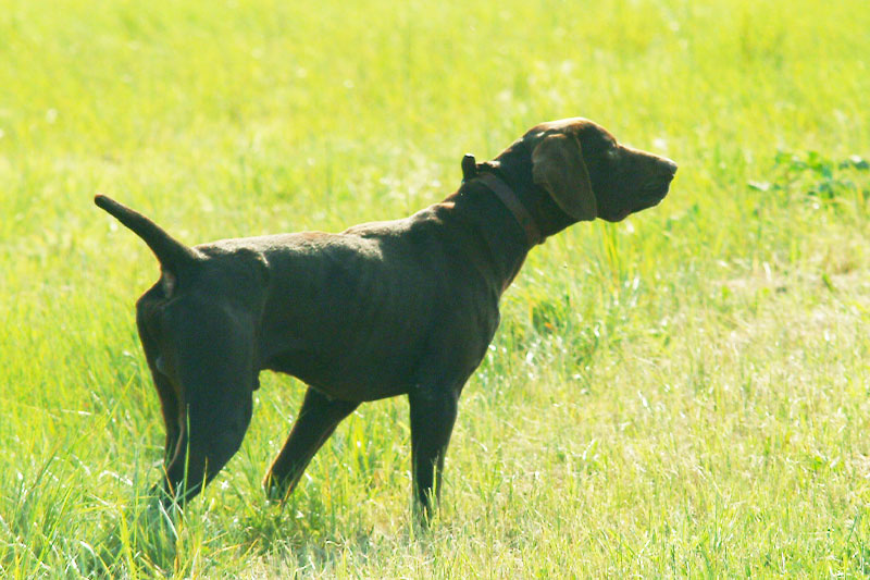 kurzhaar bracco tedesco razza da ferma cane da caccia