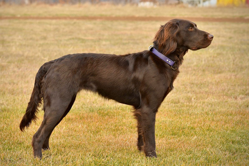 weimaraner razza da ferma cane da caccia germania