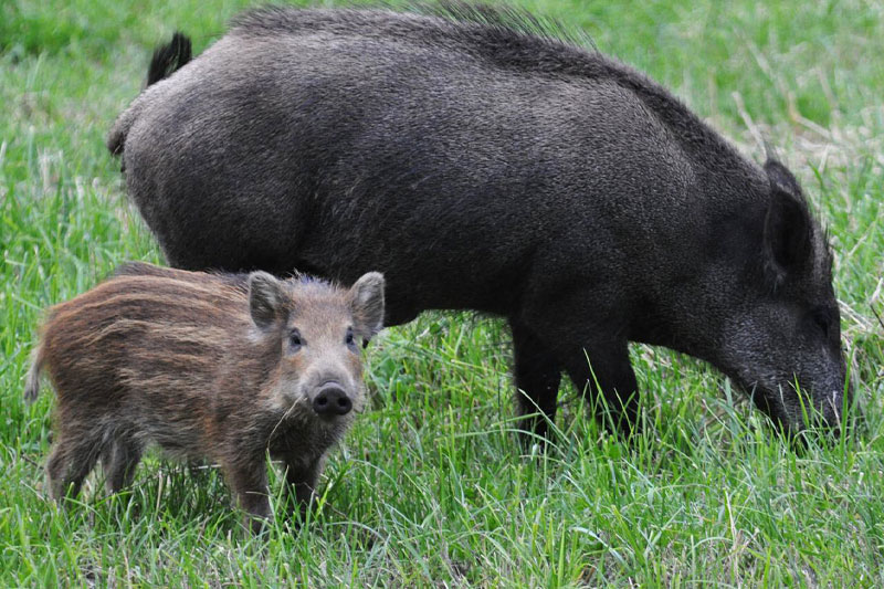 caccia fauna selvatica selvaggina mammiferi