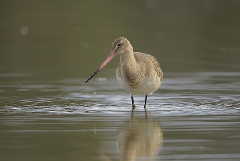 pittima reale caccia fauna migratoria