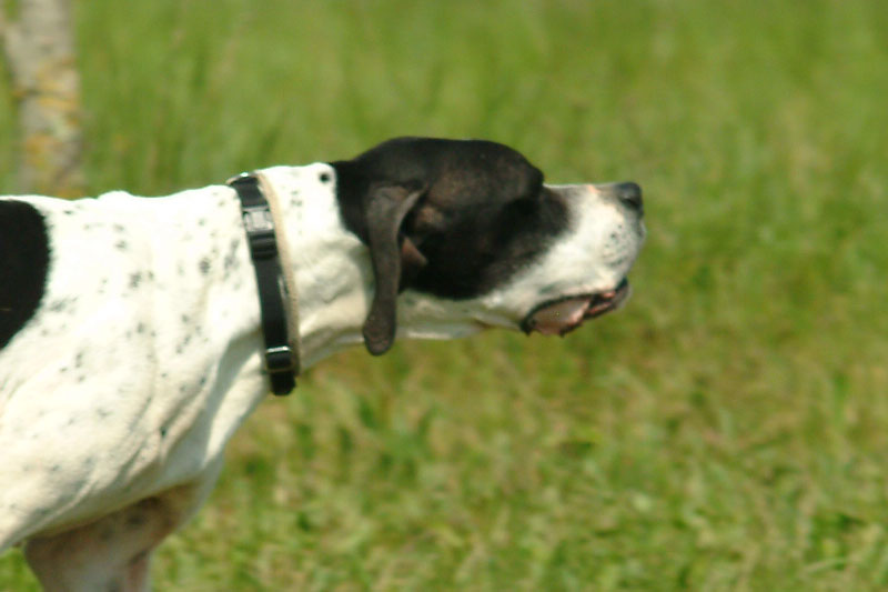pointer inglese cane da ferma caccia