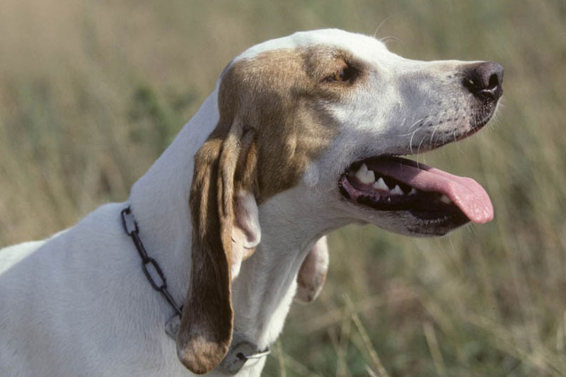 weimaraner razza da ferma cane da caccia germania