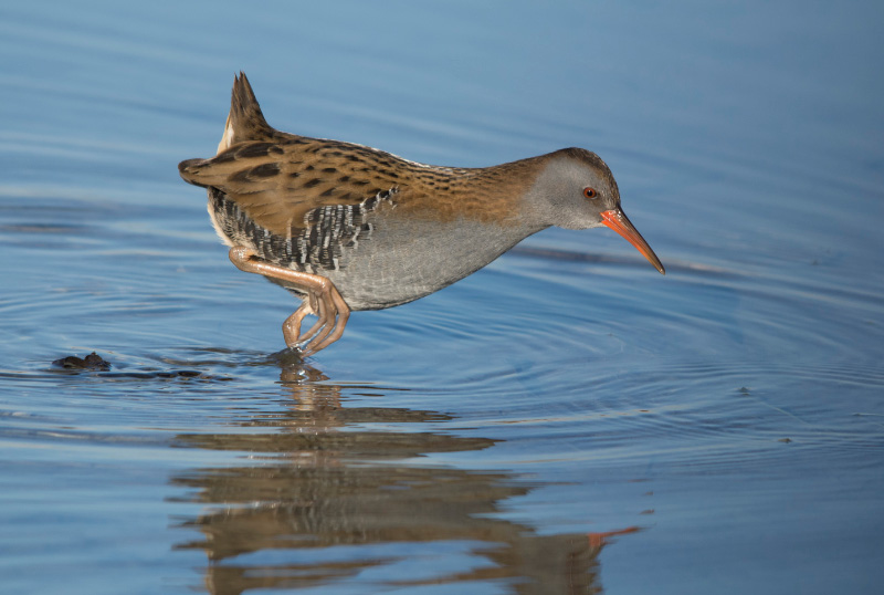 volpe mammiferi caccia fauna selvatica