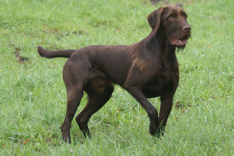 weimaraner razza da ferma cane da caccia germania