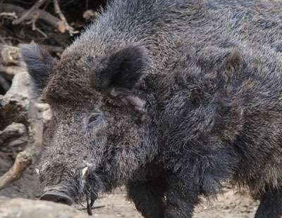 caccia al cinghiale slug o rigata