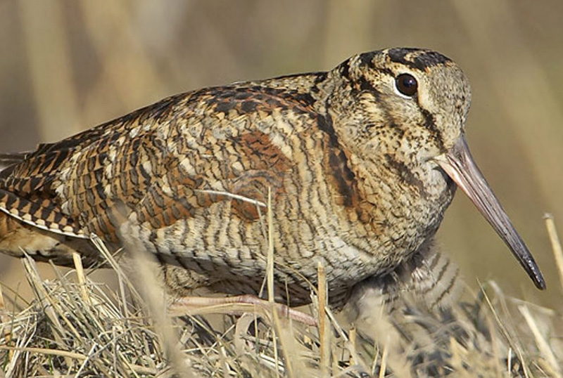 volpe mammiferi caccia fauna selvatica