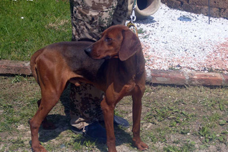 weimaraner razza da ferma cane da caccia germania