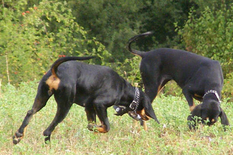 weimaraner razza da ferma cane da caccia germania