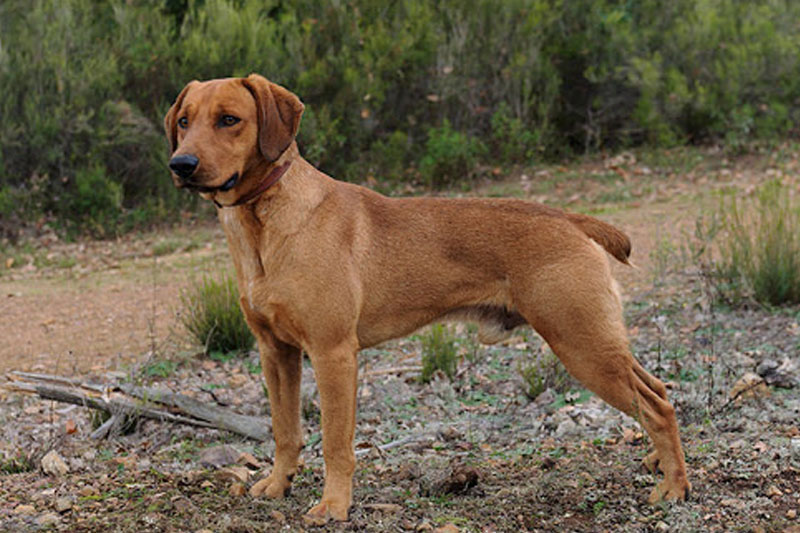 weimaraner razza da ferma cane da caccia germania