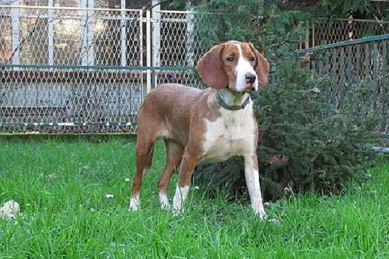 weimaraner razza da ferma cane da caccia germania