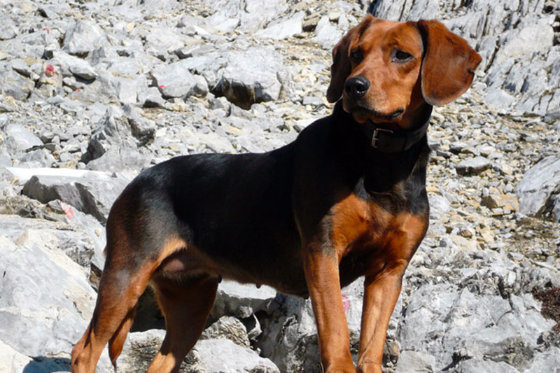 weimaraner razza da ferma cane da caccia germania