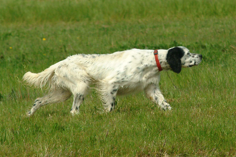 setter inglese cane da ferma caccia