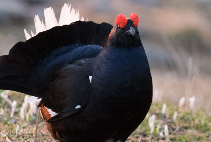 volpe mammiferi caccia fauna selvatica