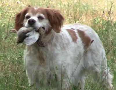 cane da caccia