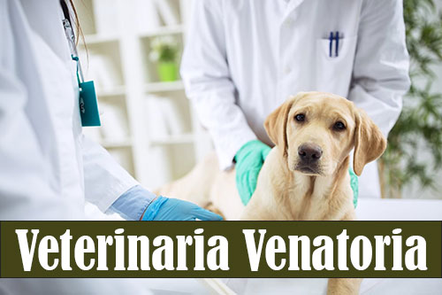 veterinaria per la caccia venatoria