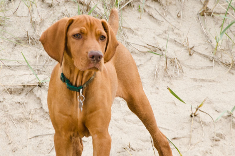 weimaraner razza da ferma cane da caccia germania