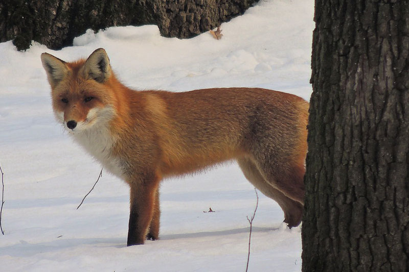 volpe mammiferi caccia fauna selvatica