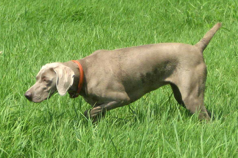 weimaraner razza da ferma cane da caccia germania