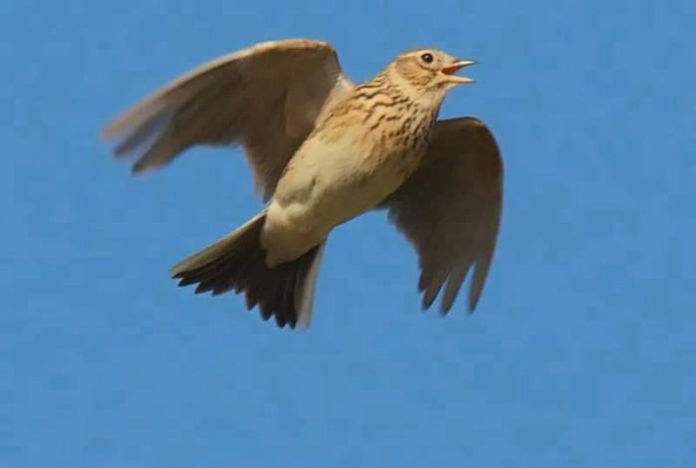 caccia allodola in Puglia