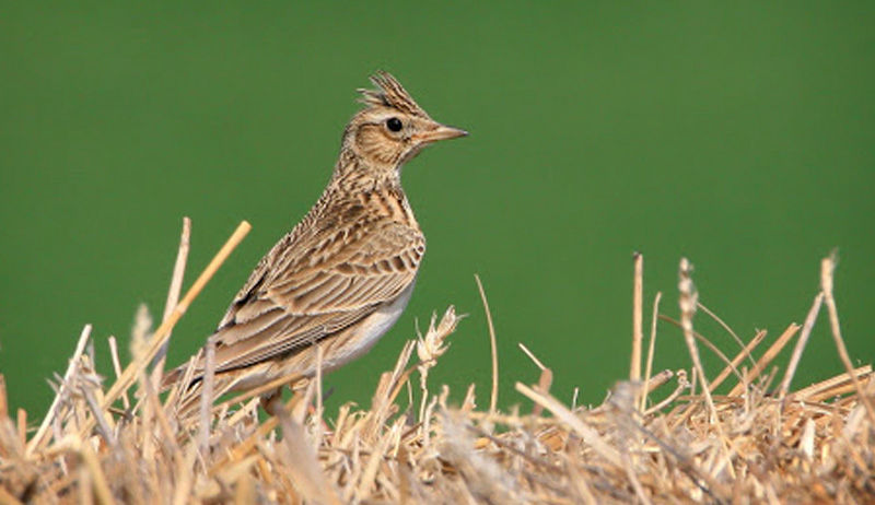caccia allodola in puglia