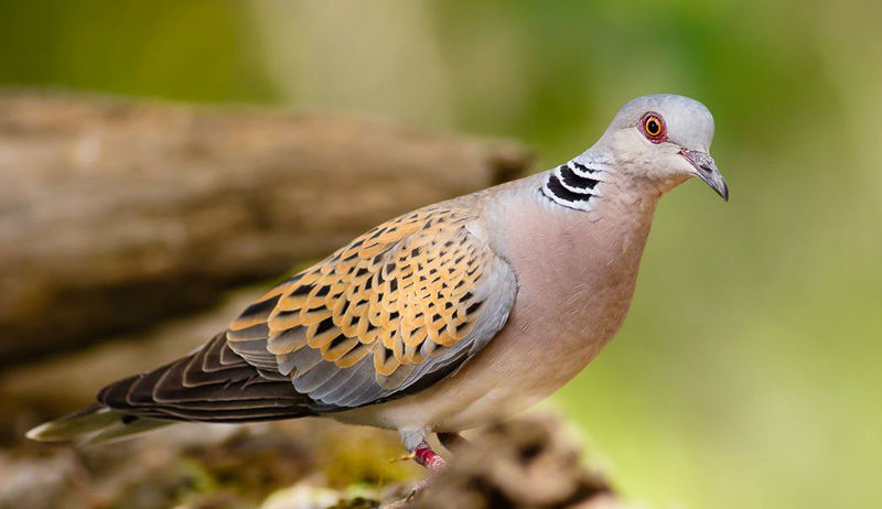 caccia tortora selvatica in slovacchia