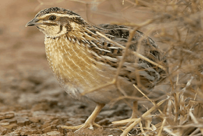 caccia alla quaglia in puglia