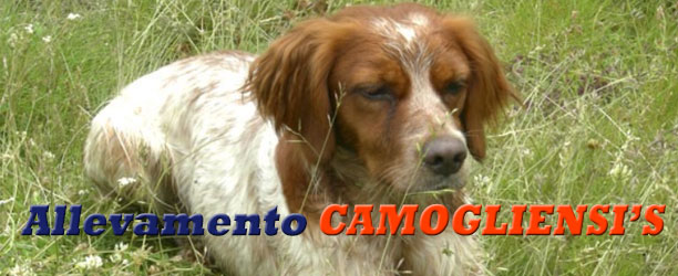 Cani Da Caccia Ferma Cerca Seguita Traccia Riporto Ladoppietta