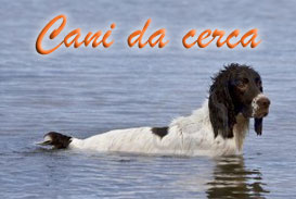 cani da caccia - cerca