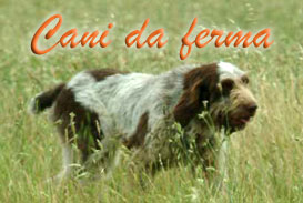 cani da caccia - ferma
