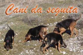 cani da caccia - seguita