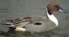 Anseriformi anatidi