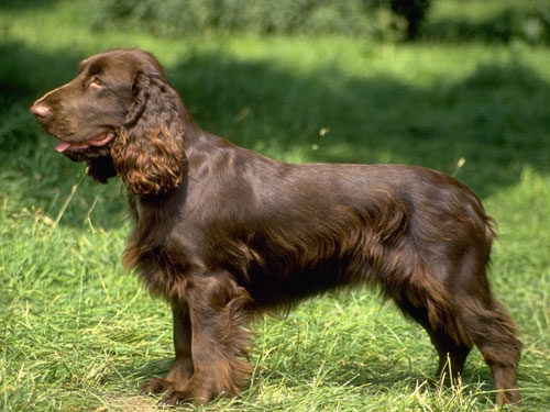 Field Spaniel Cani Da Caccia Da Cerca